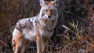 She was bleeding profusely  Rabid coyote attacks 2 women in Maryland [upl. by Cristiano]