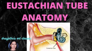 007 Anatomy of Pharyngotympanic Tube Eustachian tube anatomy middle ear anatomy [upl. by Bobbe]