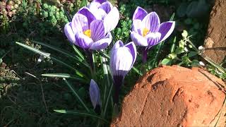 Crocus krókusz nyílása  TIMELAPSE [upl. by Aicen]