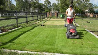 Renovating Zoysia  What You Need to Know [upl. by Nima115]