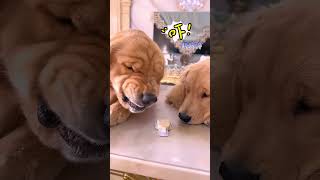 টমি কে না দিয়ে একা একা খাইলাম dog pooch funnyanimal funny sadpuppy funnydog [upl. by Elva]