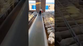 Bakri Farm trending goatfarming shorts ytshorts viralvideo [upl. by Nomde]