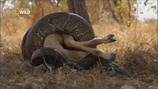 National Geographic  O Mistério das Serpentes  Worlds Deadliest Snakes DUBLADO [upl. by Aiveneg]