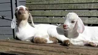 Baby Goats Yawning [upl. by Dawkins522]