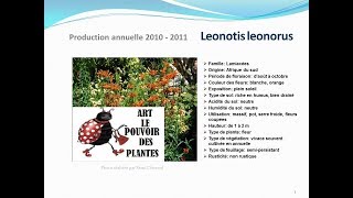 conseils jardinage Leonotis leonorus fiche technique plante annuelle [upl. by Aliak]