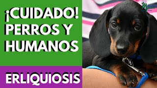 Erliquiosis canina ¡Una enfermedad de perros y humanos [upl. by Kutchins]