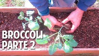 Como Plantar Brocoli paso a paso en maceta  Parte 2 Transplante Riego y Luz cosasdeljardin [upl. by Alaric]