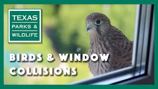 How to Keep Birds from Hitting Your Windows [upl. by Reinar]