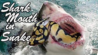 How to Identify Shark mouth in Snakes [upl. by Lewert]