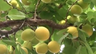 Kayısı Yetiştiricilği  Kayısı Bakımı Sorunları ve Çözümleri [upl. by Zulema589]