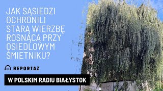 Stara wierzba na osiedlu Mickiewicza w Białymstoku tonęła w śmieciach  ochronili ją mieszkańcy [upl. by Anibor]