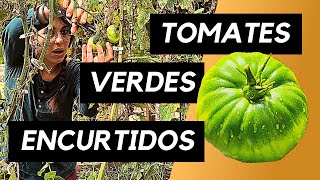 Cómo hacer TOMATES VERDES en CONSERVA  Agridulces [upl. by Arahc]