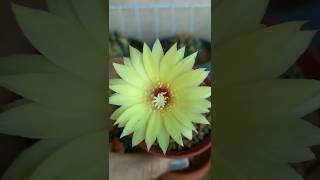 Frailea Bloom FraileaCactus cactusflower cactusbloom [upl. by Laiceps]