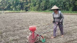 Mesin penanam jagung [upl. by Llessur]