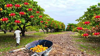 How Asian Farmer Harvesting Cashew Nuts and Processing in Modern Factory  Cashew Farming Technique [upl. by Kumar]