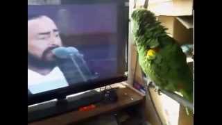 The parrot imitates Pavarotti [upl. by Scevour]