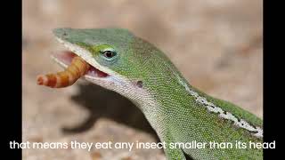 green anole diet [upl. by Chirlin571]