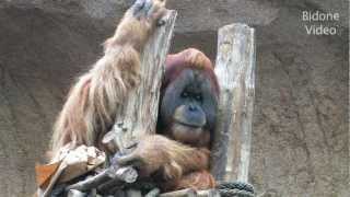 Zoo Leipzig  Schimpansen amp Orang Utans  Shimps  Apes  Monkeys [upl. by Lira]