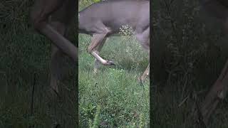 Nice Buck Passing thru cellulartrailcamera bigbuck deerhunting [upl. by Hux]