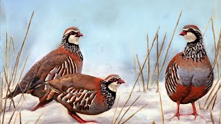 Partridge and Quail Chukar [upl. by Lindsey]