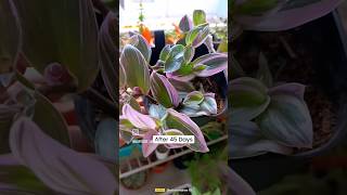 Wondering Jew Propagationshorts gardening youtubeshorts plants garden [upl. by Ennairej700]