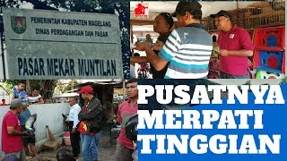 Bursa Merpati Pasar Burung Muntilan Magelang [upl. by Etnasa]