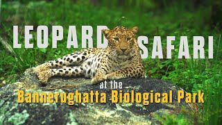 Exclusive Leopard safari at the Bannerughatta Biological Park in Bengaluru [upl. by Aikim]