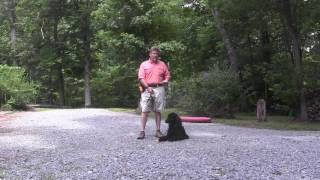 Standard Poodle Puppy Training  Cooper  WinstonSalem NC [upl. by Esertap]