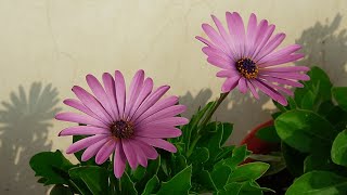 Care of Dimorphotheca Plant  African Daisy  How to Grow and Care Dimorphotheca  African Daisy [upl. by Bolger]