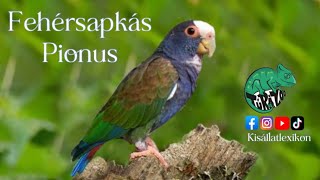 FEHÈRSAPKÀS PIONUSZ P SENILIS BEMUTATÀSA [upl. by Adnam]