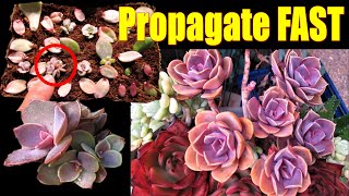 How to Propagate Echeveria PVN  GSwLK [upl. by Roselle]