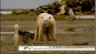 Brave Husky has stand off with Polar Bear [upl. by Mohammad]