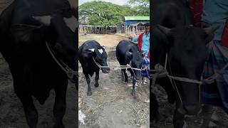 গরু guru cow goru amba hamba cow videos gorur video guru guru goro guru tiktok গরুর ভিডিও goluviral [upl. by Nytsirhc699]