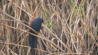 Greater coucal calling [upl. by Nortal]