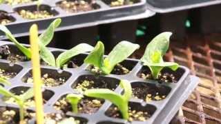 Cotyledon amp True Leaves on Transplants [upl. by Curley]