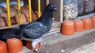 high flying pigeon loft in Srilanka  best tippler pigeon breeder Askin Cool [upl. by Ebba]