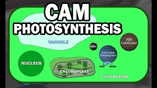 CAM PLANT PHOTOSYNTHESIS ANIMATION [upl. by Dalury]