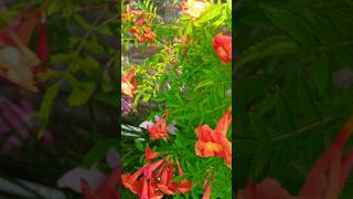 Tecoma Flowers 🌼🌼  Beautiful Flowers 🌼🌼 tecoma flowerslove flowers flowersvideo shortvideo [upl. by Isnan633]