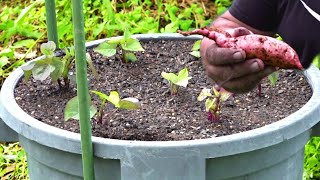 Sweet Potato Growing Time Lapse  35 Days in 56 Seconds [upl. by Germano]