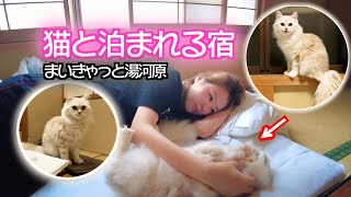 【猫とホテルに泊まる方法】森の中のコテージに猫たちと泊まったら… [upl. by Yeldud]