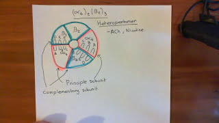 Introduction to Nicotinic Acetylcholine Receptors Part 5 [upl. by Kirat274]