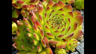 Молодило2Sempervivum2 Garden flowers151 Декоративные растения [upl. by Sheridan]