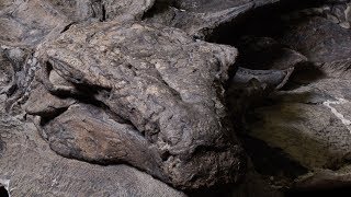 Worlds bestpreserved armoured dinosaur fossil now on display [upl. by Inaluahek]