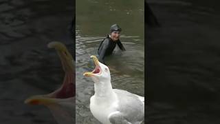 Attention aux mouettes sur la Seine  🤭humour aoc amelieoudeacastera seine mouette [upl. by Zalea731]