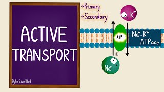 Active Transport  Transport Across the Cell Membrane  Sodium Potassium Pump  Cell Physiology [upl. by Nevi]