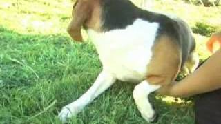 Beagles rescued from bankrupt laboratory [upl. by Neeka]