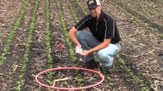 Early Soybean Stand Assessment 15Inch Rows [upl. by Amargo]