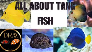 A Beginners Guide to Tang Fish [upl. by Celene779]