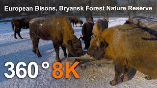 European Bison Bryansk Forest Nature Reserve 8K 360 video [upl. by Leirbaj]