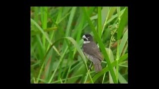 COLEIRO VARIAÇÃO DA ESPÉCIE SPOROPHILA CAERULESCENS [upl. by Vig]